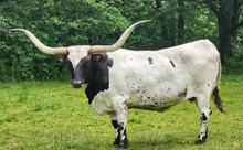 ZEUS COWBOY MKMC
