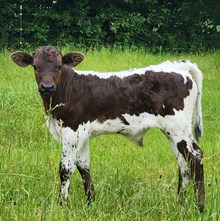 Pending (MF Duke x LF Cookies N Cream)