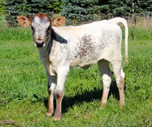 Pistol Packer x Shamrock Beauty Queen